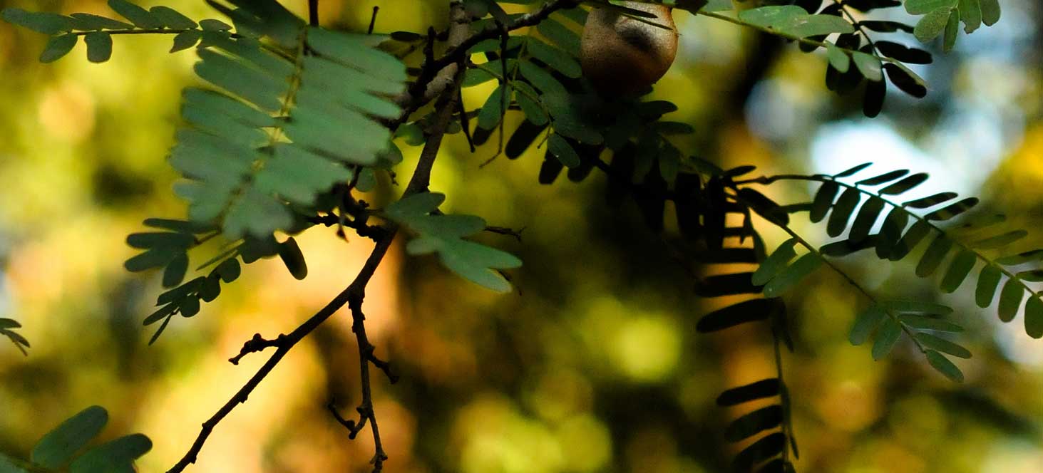Tamarind tree